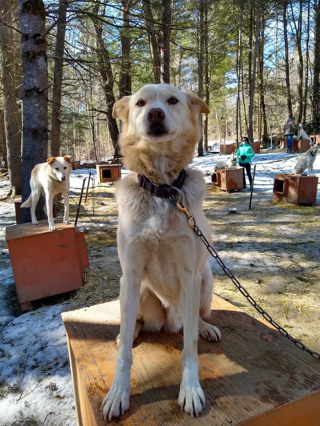 Hilltown Sleddogs | 27 Mt Rd, West Chesterfield, MA 01084 | Phone: (413) 296-0187