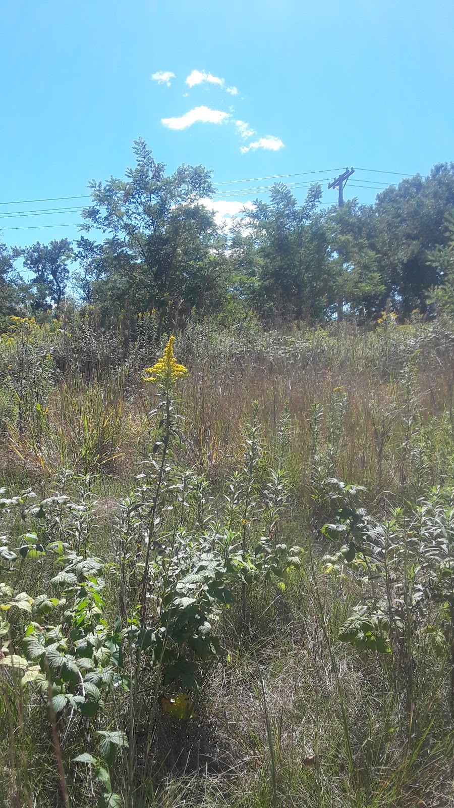 Seminary Fen Scientific and Natural Area (SNA) | Pioneer Trail, Chaska, MN 55318, USA | Phone: (651) 259-5800