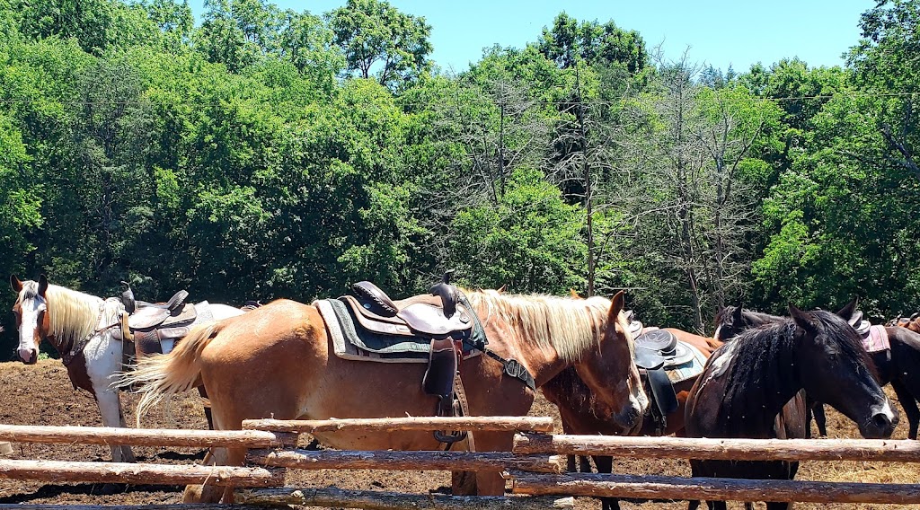 Juro Stables | 735 Carver Ln, Mt. Juliet, TN 37122 | Phone: (615) 473-6254