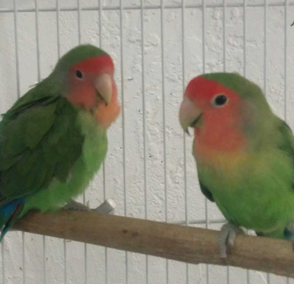 ACE OF HEARTS KENNEL AND GROOMING | 126 Atrisco Dr SW, Albuquerque, NM 87105, USA | Phone: (505) 831-3433