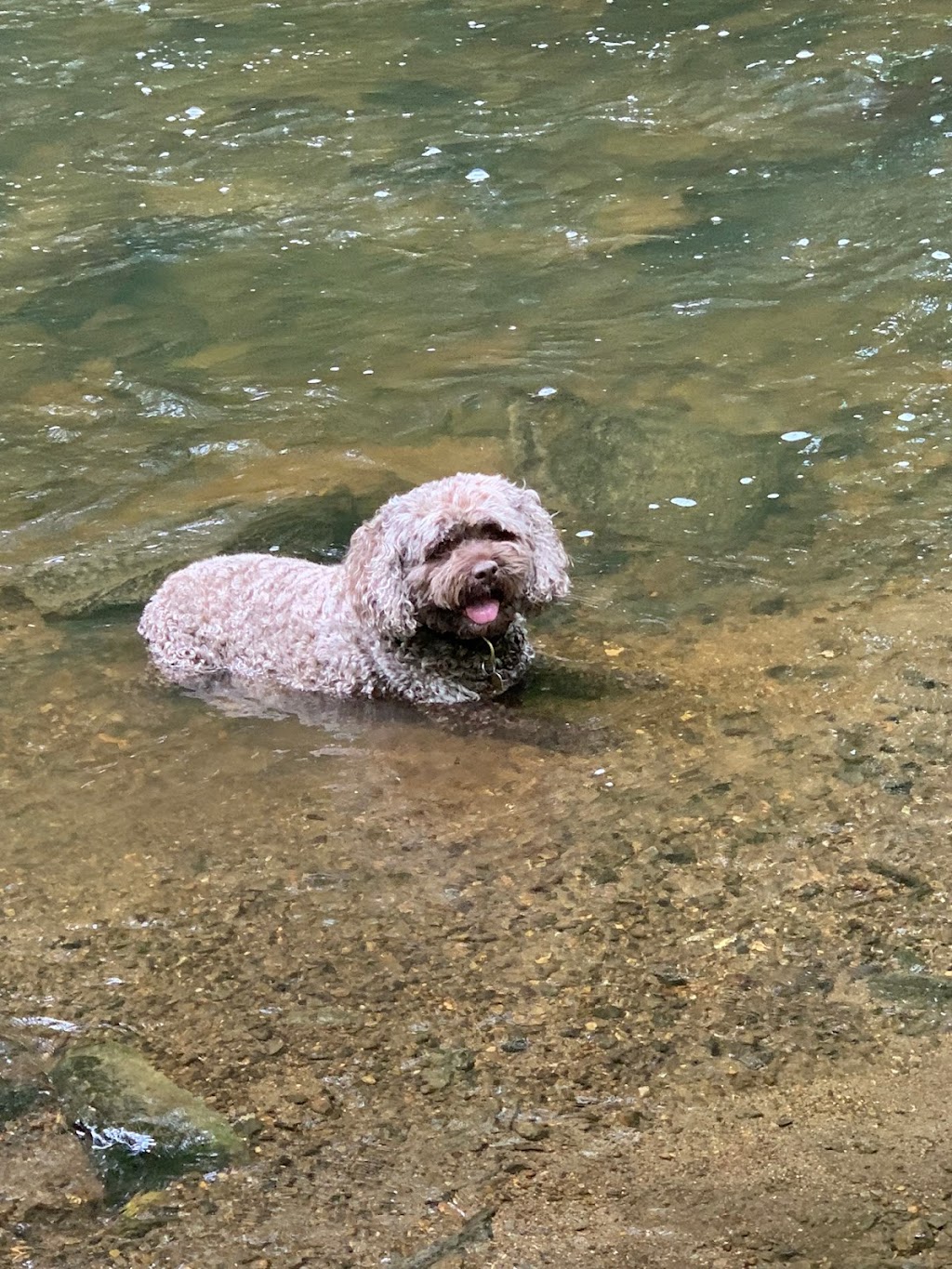 Hudson Valley Veterinary Dermatology - Westchester | 620 Commerce St, Thornwood, NY 10594, USA | Phone: (914) 495-8300