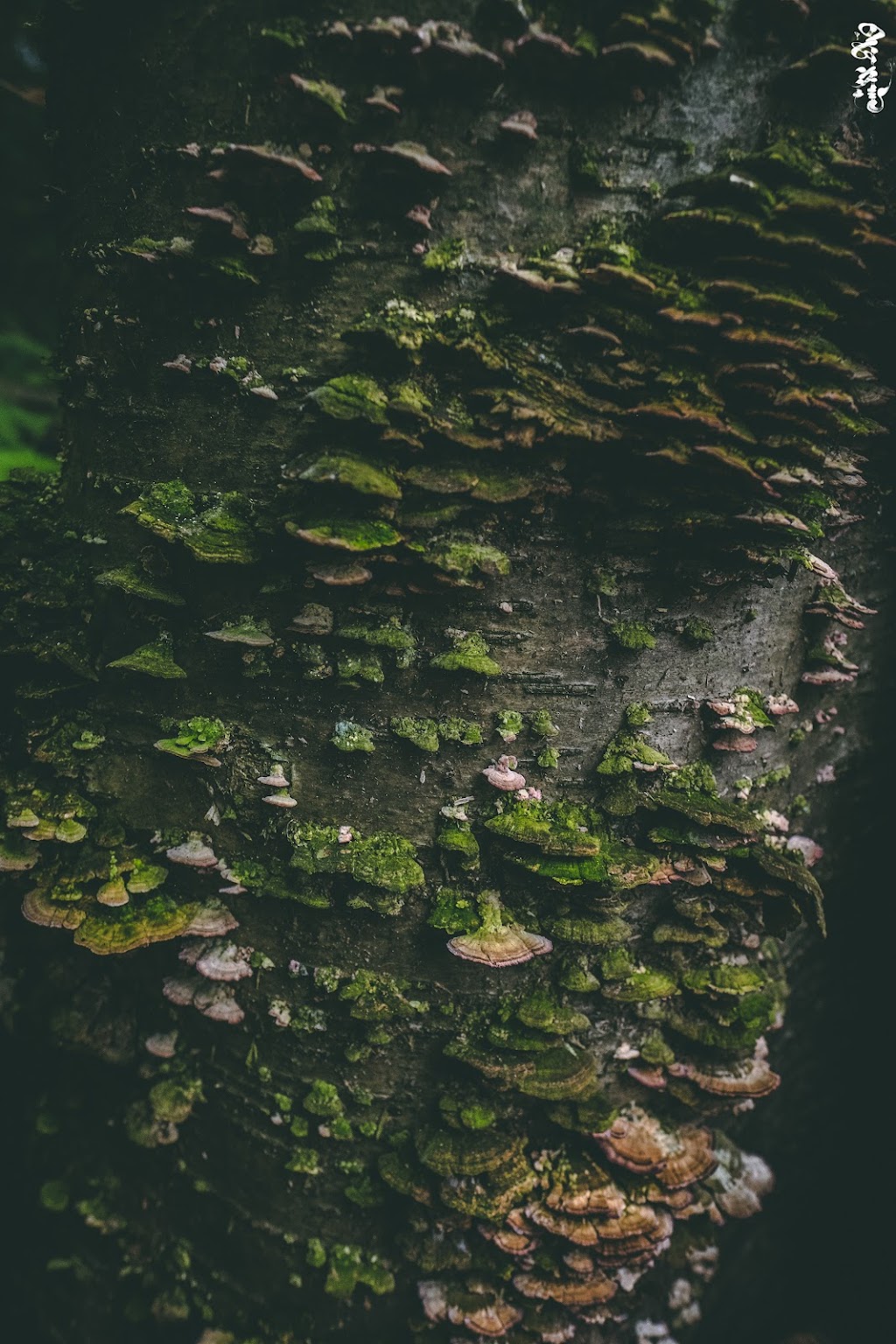 Fern Mountain Lodge | Stahlstown, PA 15687, USA | Phone: (724) 454-0110