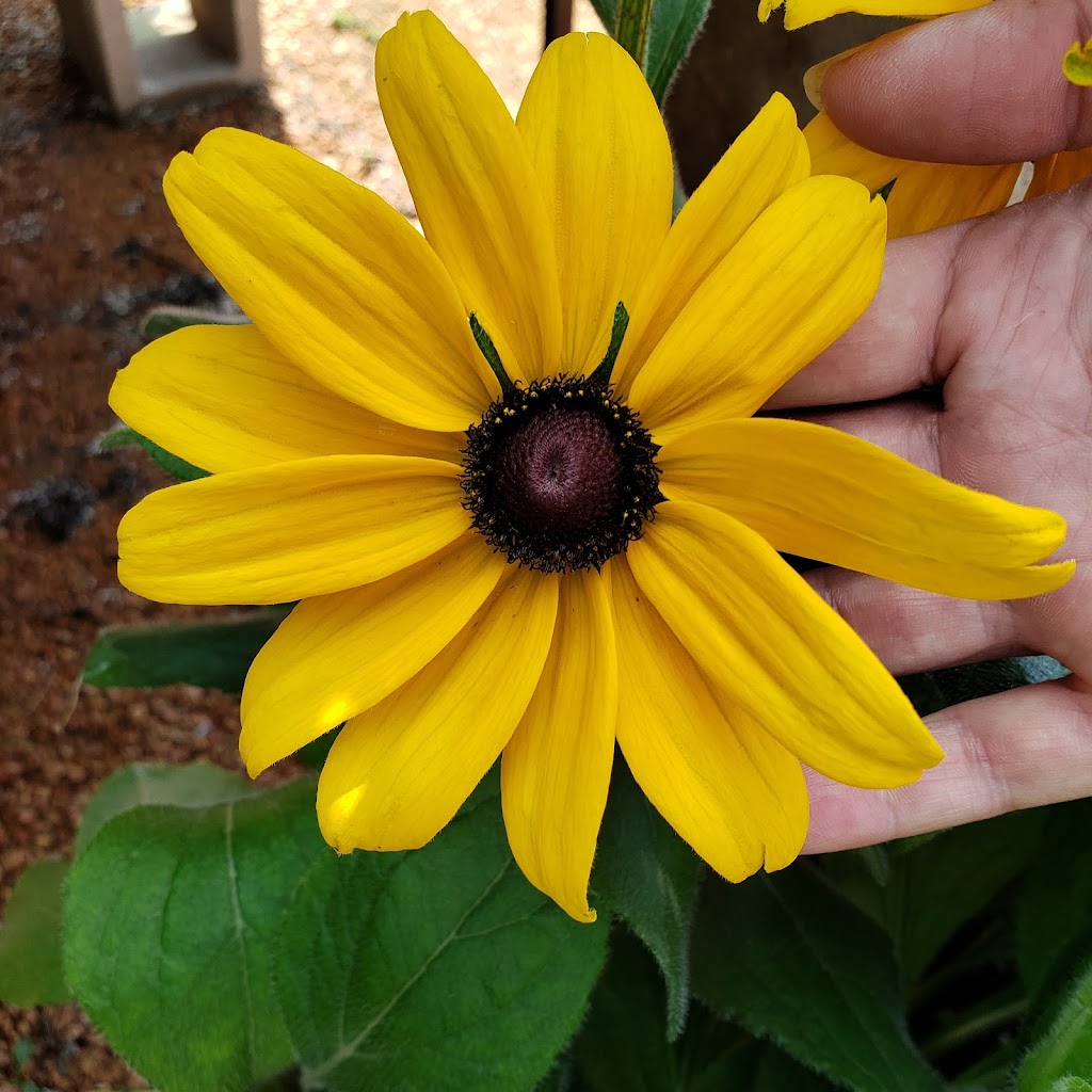 The Garden at Justin Ace Hardware | 1429 W 1st St, Justin, TX 76247, USA | Phone: (940) 648-0099