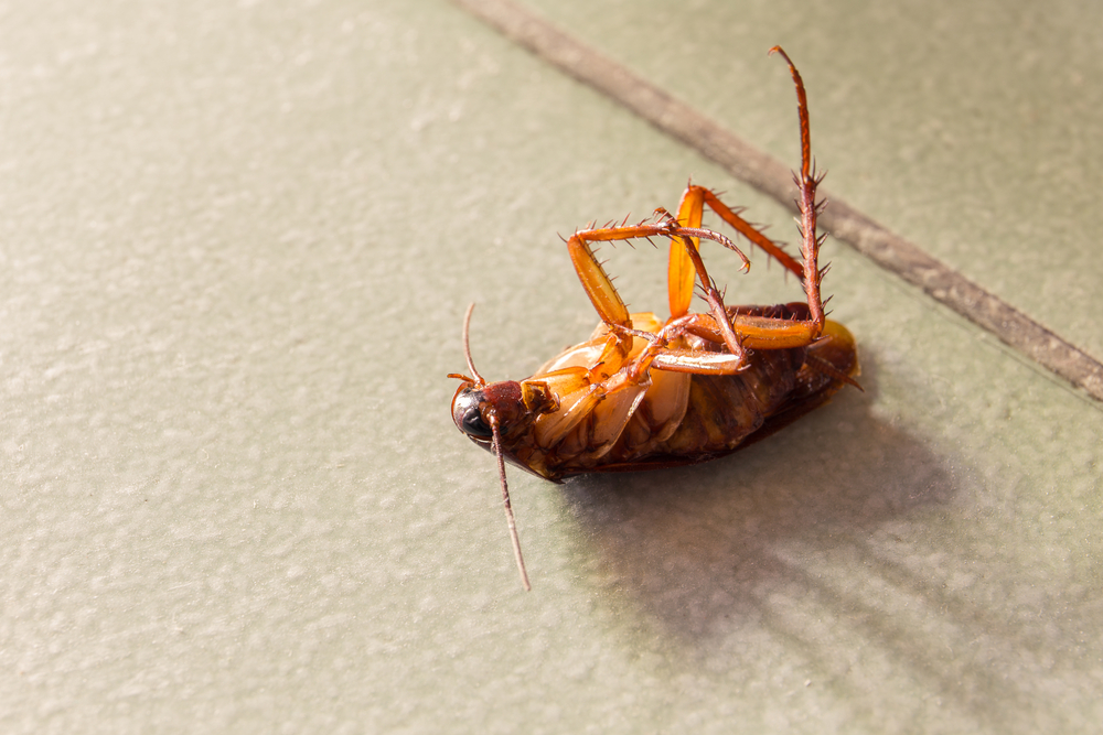 Its Bugs Or Us Pest Control | 936 N Las Vegas Trail, Fort Worth, TX 76108, USA | Phone: (817) 901-5752
