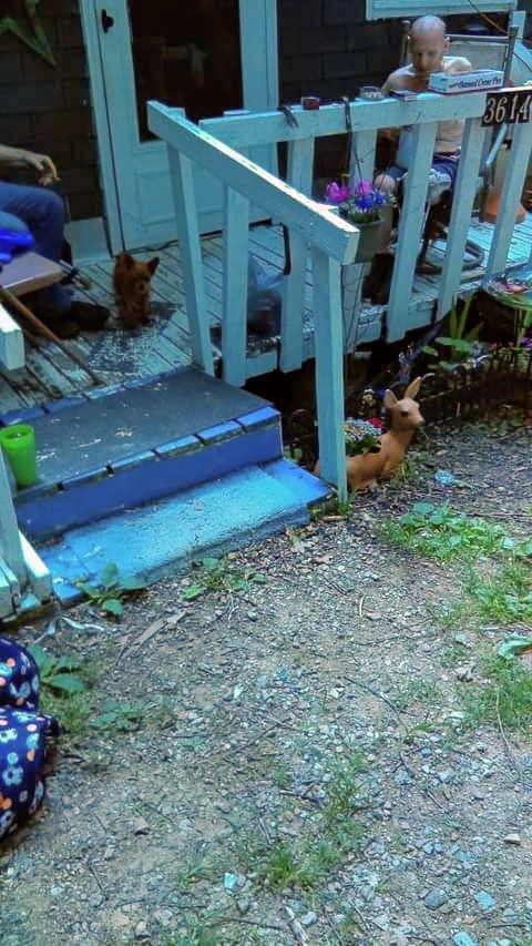 ROBERT D. GANO, DVM | 45 Orchard Rd, Wilmington, OH 45177, USA | Phone: (937) 383-0008