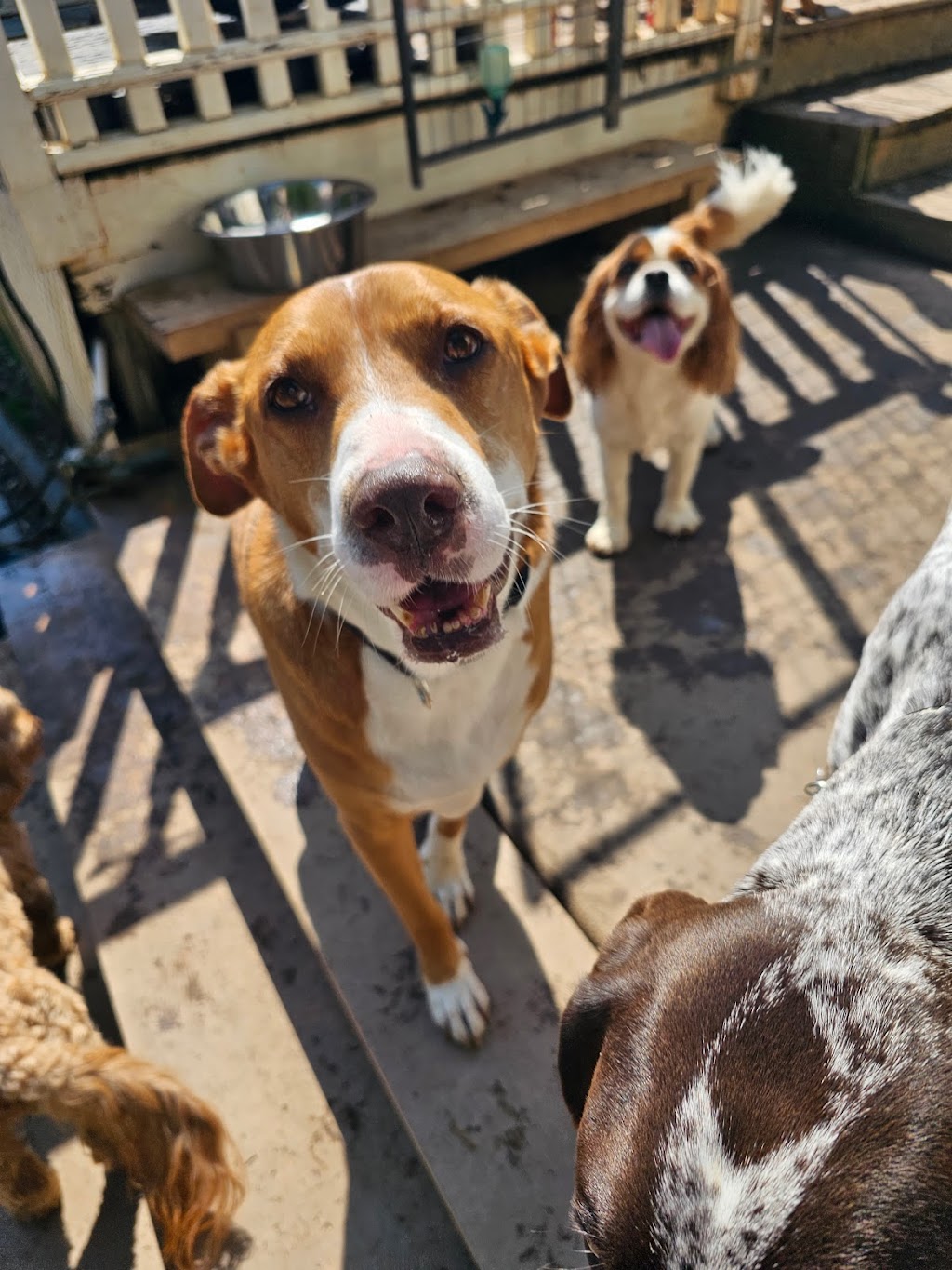 Wags and Whiskers Stay and Play | 900 Fort Mill Hwy, Indian Land, SC 29707, USA | Phone: (803) 548-3647 Wags and Whiskers Stay and Play | 900 Fort Mill Hwy, Indian Land, SC 29707, USA | Phone: (803) 548-3647