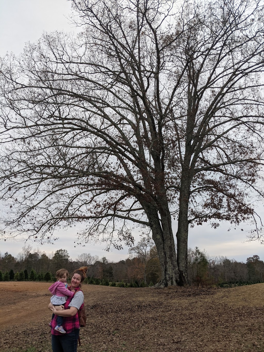 Beavers Christmas Tree Farm | 10093 Bradford Trafford Rd, Trafford, AL 35172, USA | Phone: (205) 681-4494