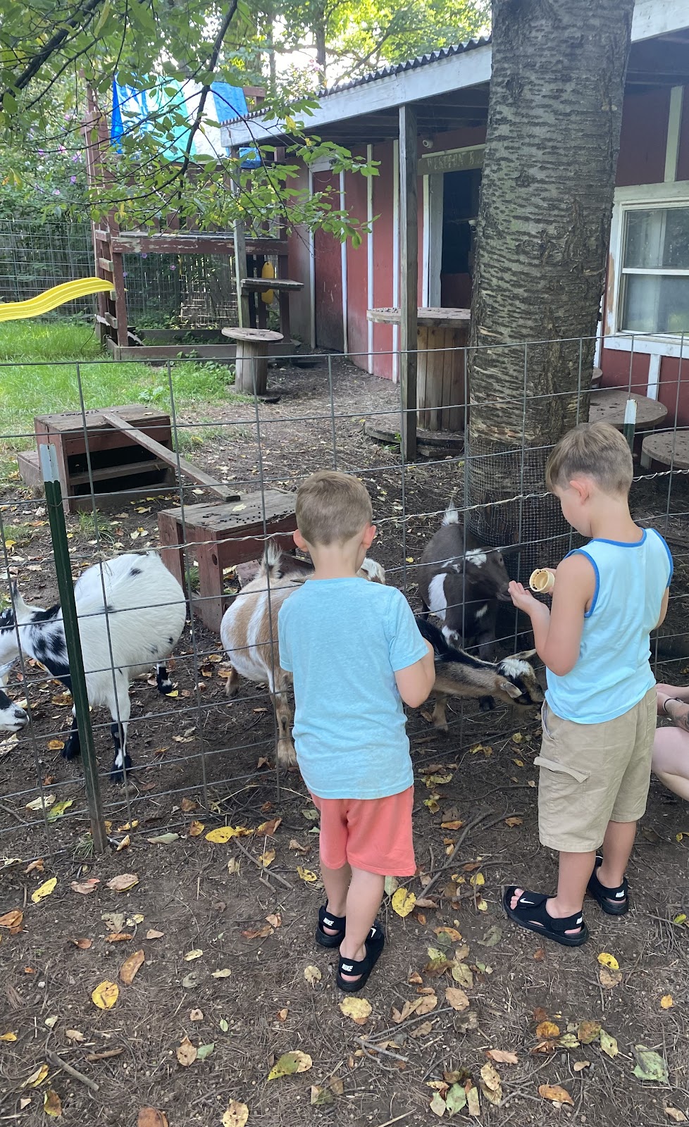 Dizzy Does Goat Ranch & Farm Store | 4180 Dayton Rd, Madison, OH 44057, USA | Phone: (440) 299-8301