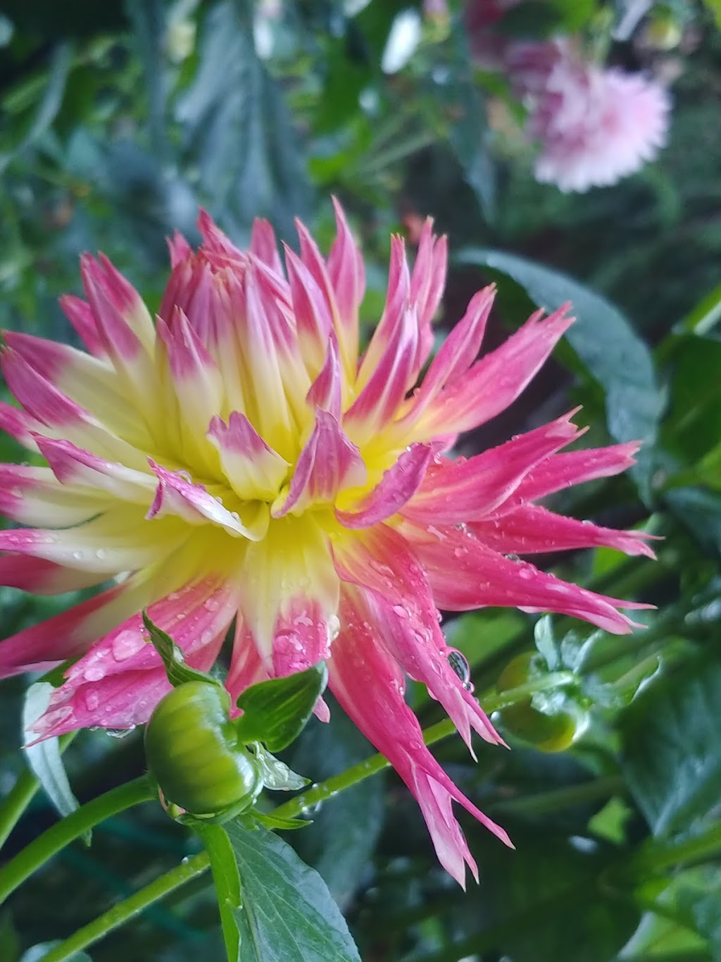 Butlers Farm | 3414 137th St NW, Gig Harbor, WA 98332, USA | Phone: (253) 241-9594