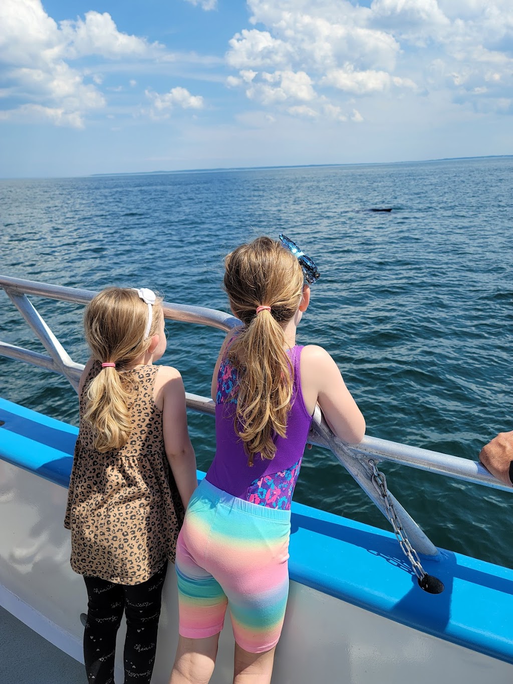 Newburyport Whale Watch | 54 Merrimac St, Newburyport, MA 01950, USA | Phone: (800) 848-1111