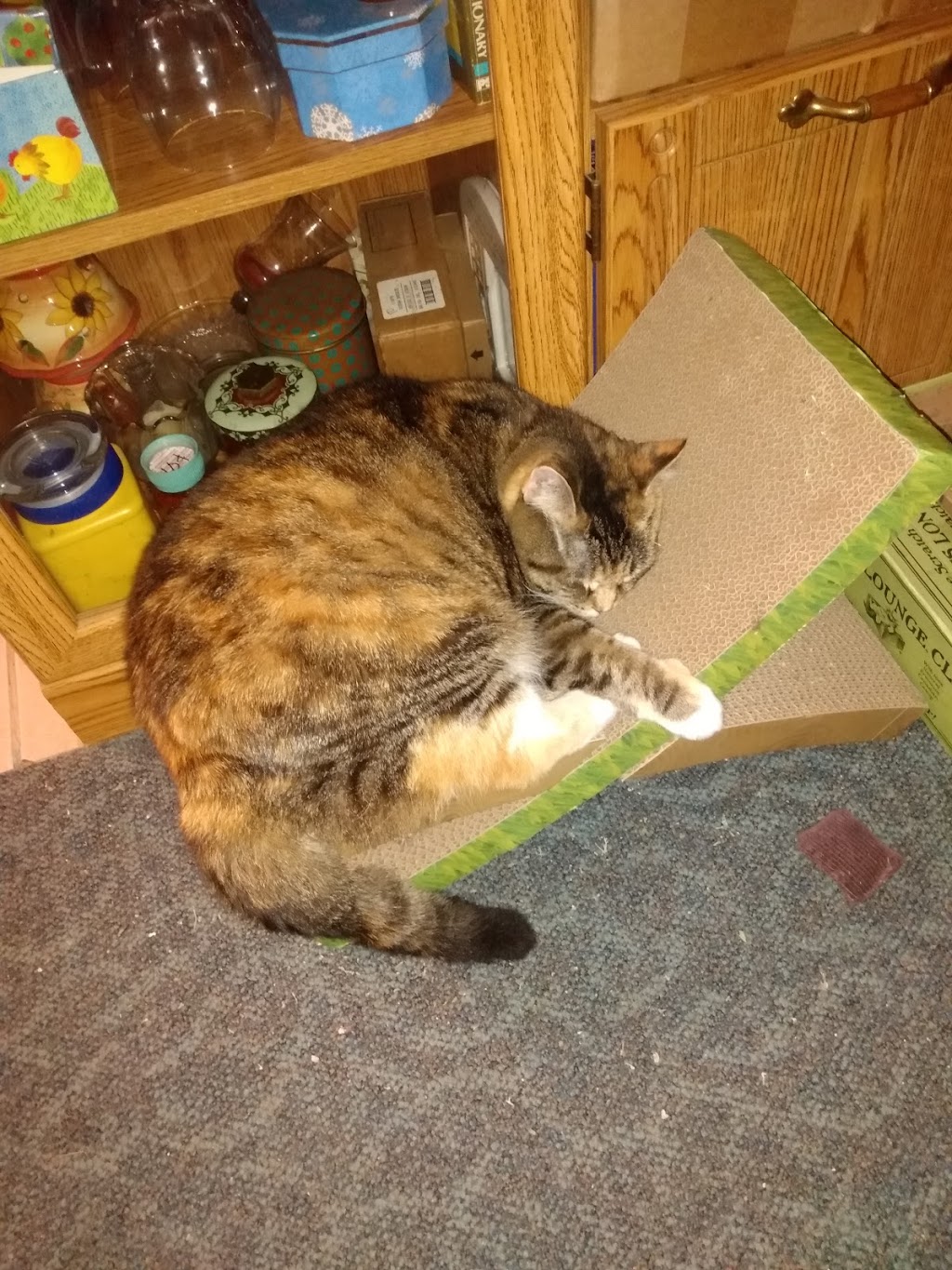 Slippery Rock Veterinary Hospital | 131 Branchton Rd, Slippery Rock, PA 16057, USA | Phone: (724) 794-8545