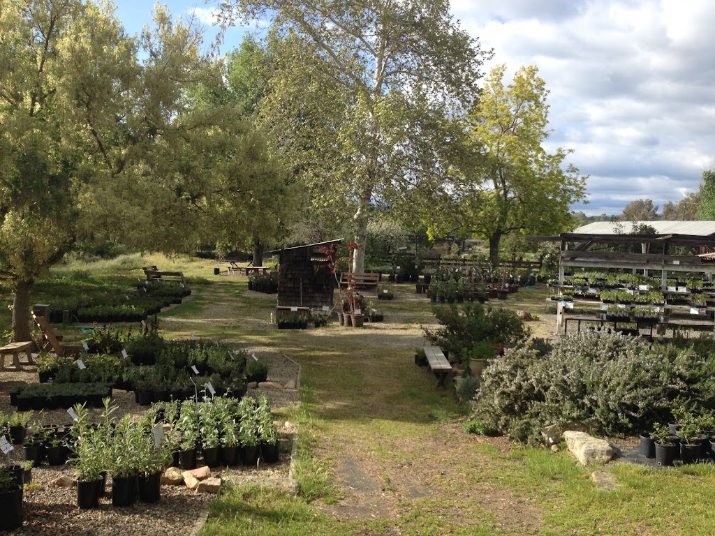 Intermountain Nursery | 30443 Auberry Rd, Prather, CA 93651, USA | Phone: (559) 855-3113