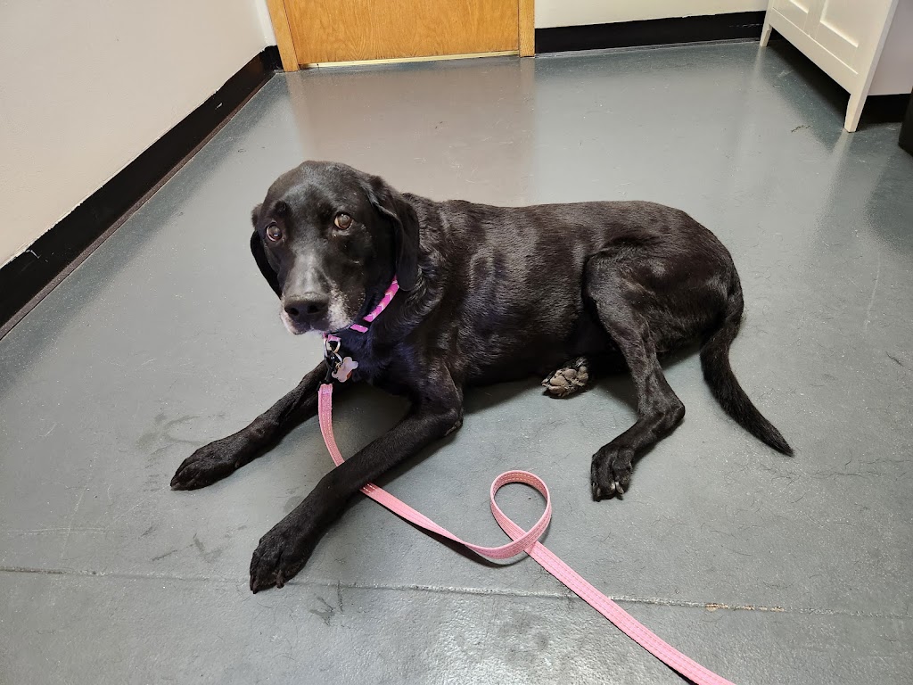 Gentle Doctor Veterinary Clinic | 4134 W County Rd 42 W, Savage, MN 55378, USA | Phone: (952) 895-8486