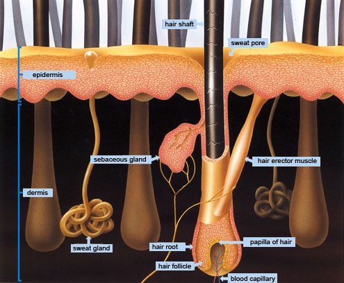 Smooth Skin Electrolysis, LLC - Permanent Hair Removal by Carrie | 2025 Holding Pond Ln, Midlothian, VA 23112, USA | Phone: (804) 338-0438