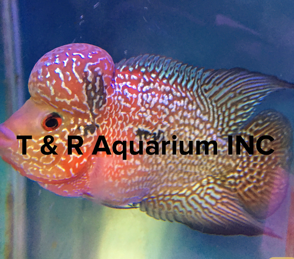 T & R AQUARIUM INC | 1026 60th St, Brooklyn, NY 11219, USA | Phone: (646) 206-8851