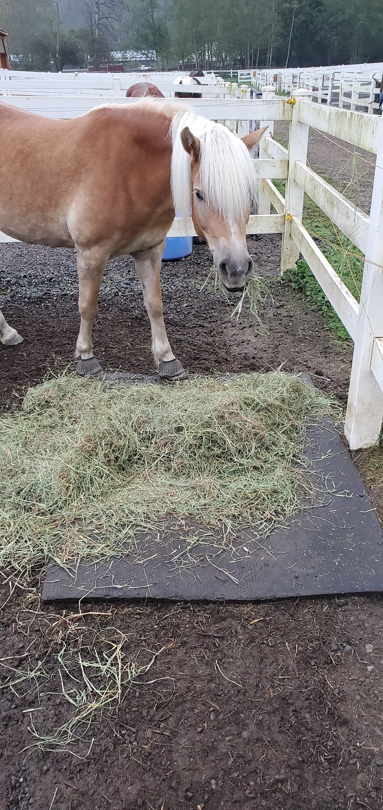 Little Bit Therapeutic Riding | 18675 NE 106th St, Redmond, WA 98052, USA | Phone: (425) 882-1554