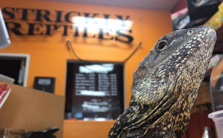 Strickly Reptiles | 10278 Indiana Ave Suite A, Riverside, CA 92503, USA | Phone: (951) 352-2700