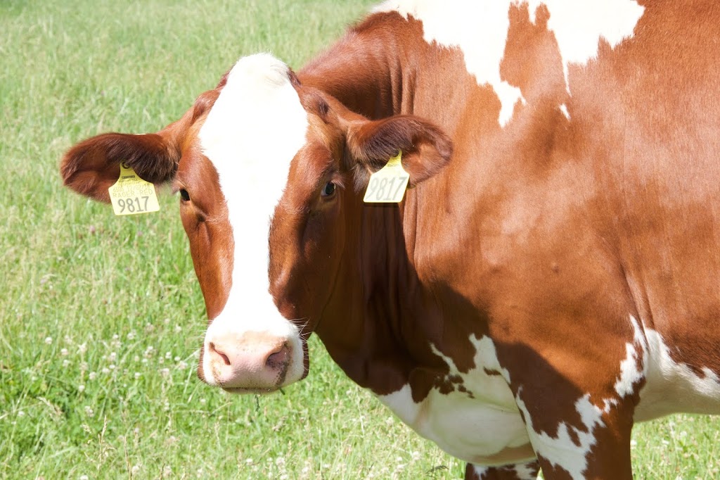 Eildon Tweed Farm | 1253 Eastern Ave, Amsterdam, NY 12010, USA | Phone: (518) 882-6684