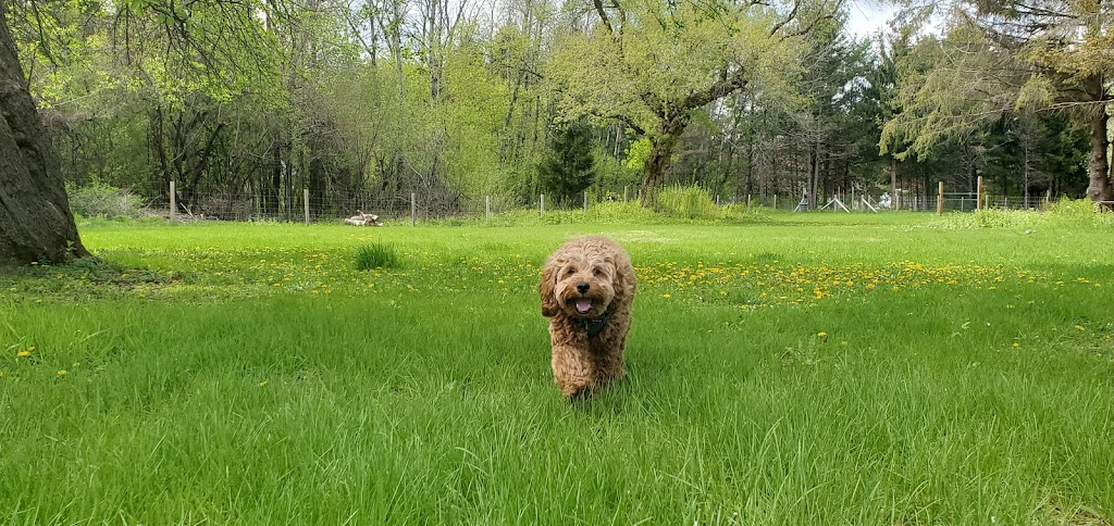 Sandy Paws Dog Park | 2064 Wallace Lake Rd, West Bend, WI 53090, USA | Phone: (262) 335-4445