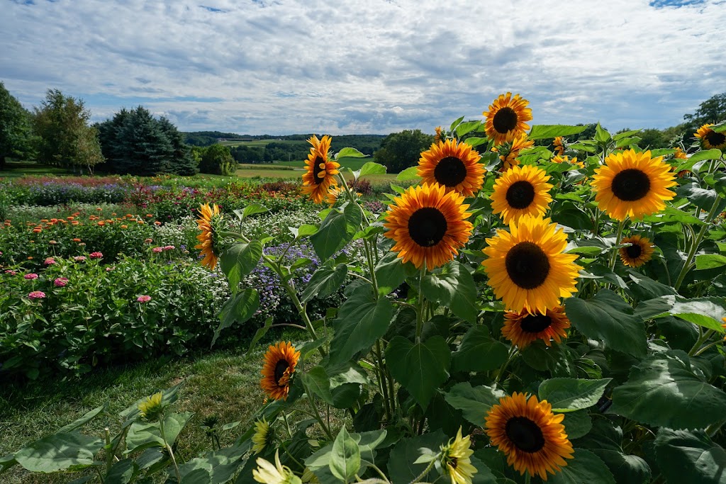 Flowers on the Hill | 5787 W Middlebury Rd, Wyoming, NY 14591, USA | Phone: (585) 356-5491