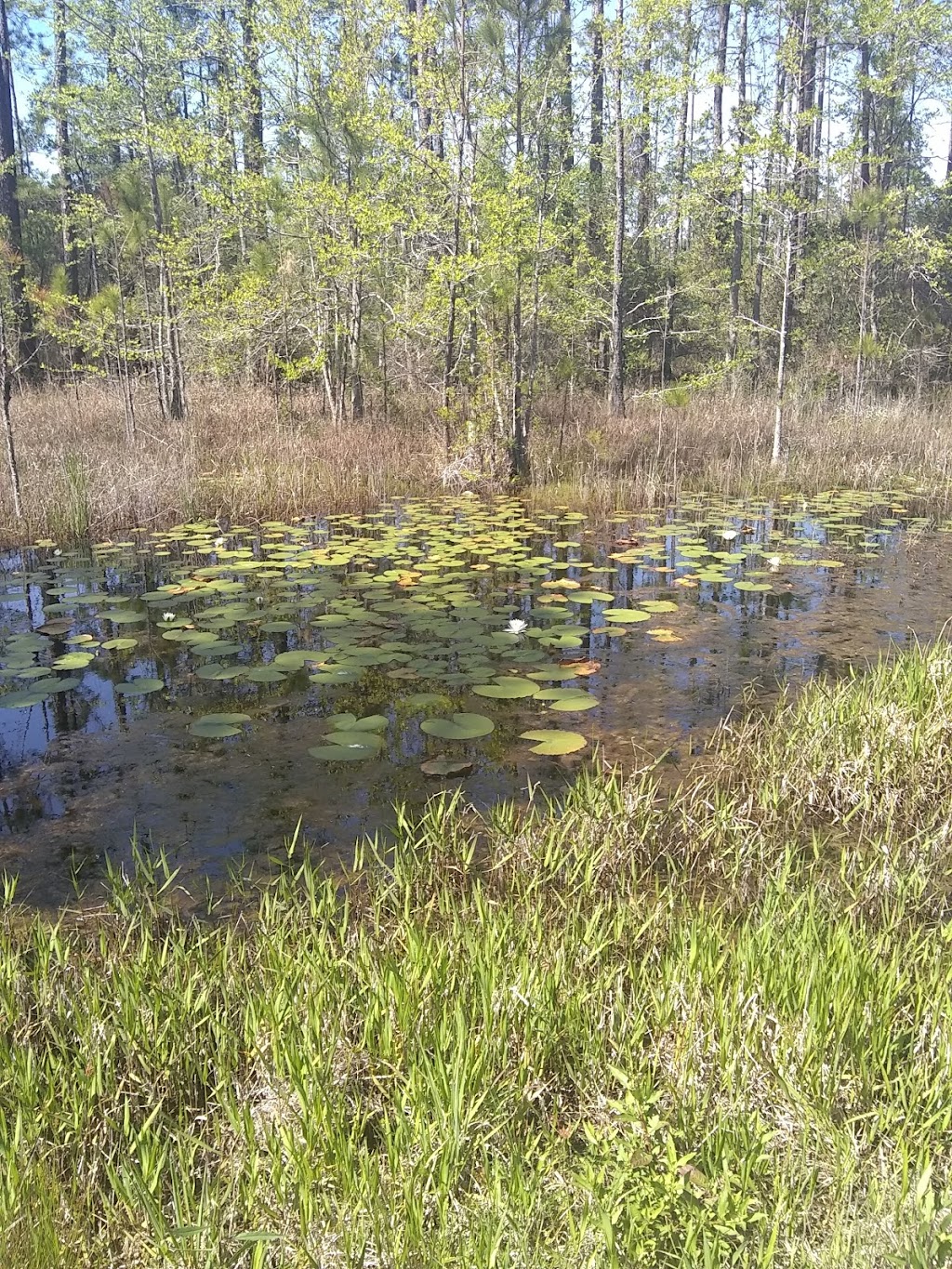 St. Tammany Trace Parish Paved Bike Trailhead | 2289 Gause Blvd W, Slidell, LA 70460, USA | Phone: (985) 781-1229