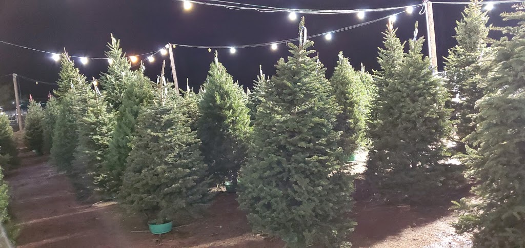 Moon Valley Nurseries Christmas Trees Glendale | 6400 W Bell Rd, Glendale, AZ 85308, USA | Phone: (858) 699-9996