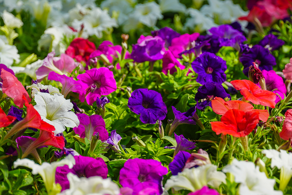 Calloways Nursery | 1601 Dallas Dr, Denton, TX 76205, USA | Phone: (940) 591-8865