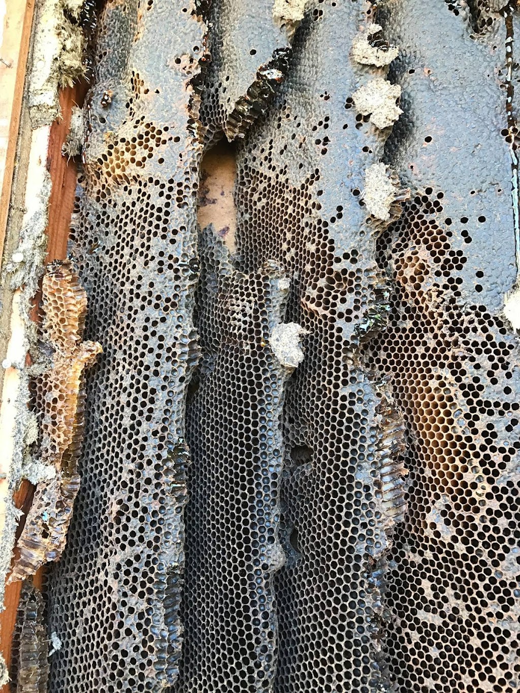 Florida Bee Investigator | 6207 32nd Ave E, Bradenton, FL 34208, USA | Phone: (941) 201-9378