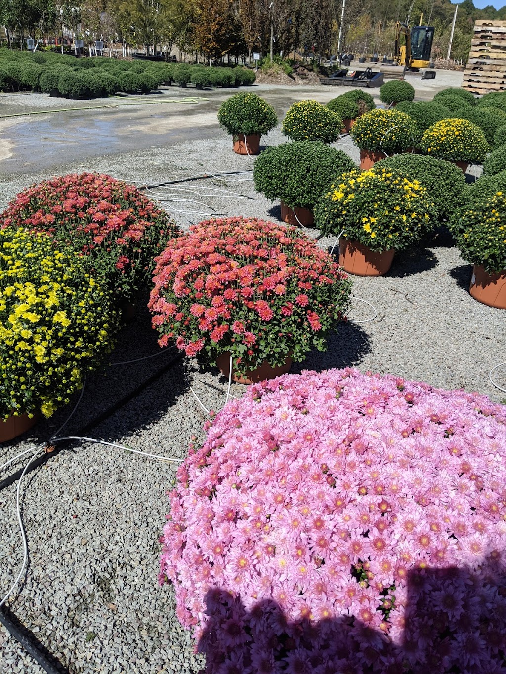 Laurel Nursery/Garden Center | 3648 US-30, Latrobe, PA 15650, USA | Phone: (724) 539-7022