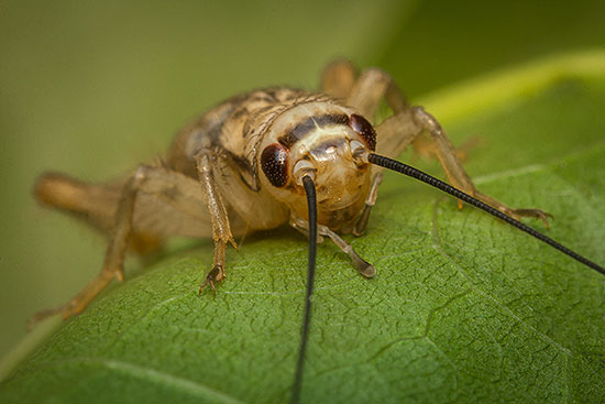 Patriotic Pest Control, LLC | 8060 W Thunderbird Rd, Peoria, AZ 85381, USA | Phone: (602) 529-6750