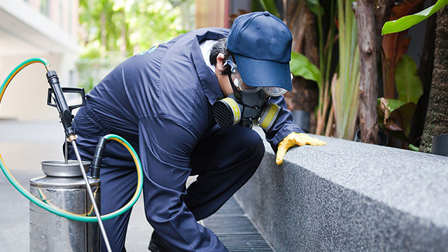 Advance Pest Control Services | 143-15 115th Ave, Queens, NY 11436, USA | Phone: (646) 251-6973