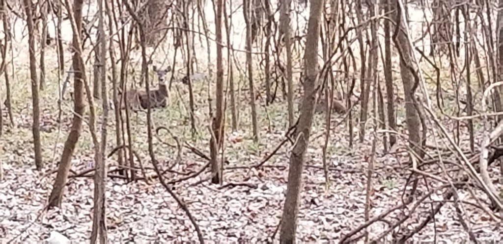 Lydia D. Buder Park North | 215 Valley Park Rd, Fenton, MO 63026, USA | Phone: (314) 615-4386