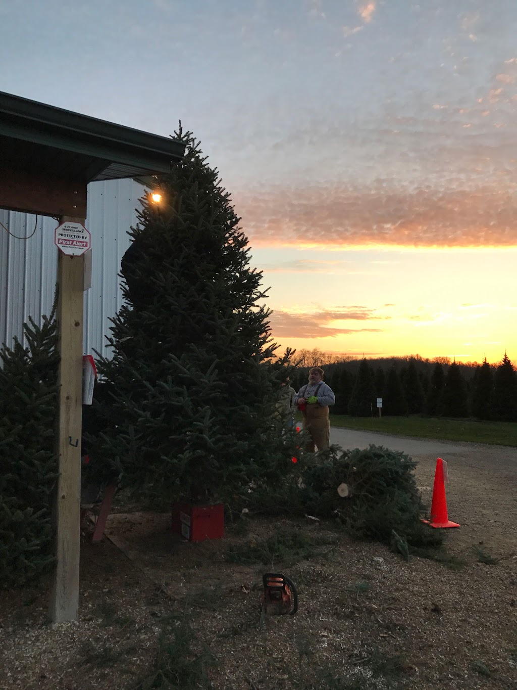 Riverside Christmas Trees | 982 Canal Rd, Marshall, WI 53559, USA | Phone: (608) 334-4257