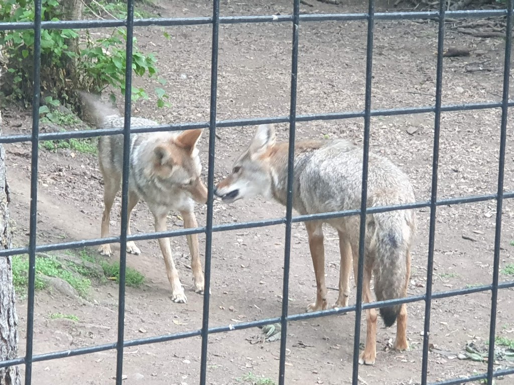 Wolf Exhibit | Anchorage, AK 99507, USA | Phone: (907) 346-2133