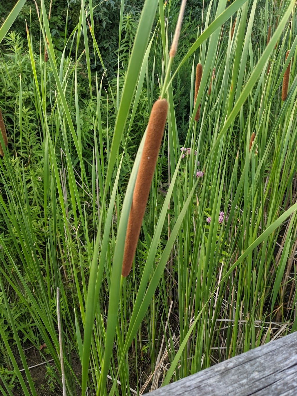 Joseph Davis State Park in 4143 Lower River Rd, Youngstown, NY 14174, USA