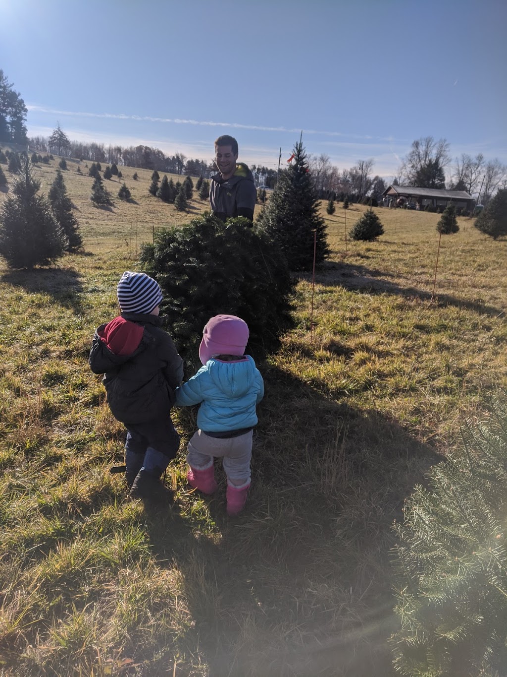 Cyphers Christmas Tree Farm | 179 Wise Rd, Butler, PA 16002, USA | Phone: (724) 477-8733