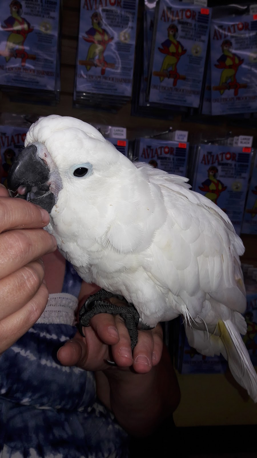 My Bird Store | 551 US-130, Burlington, NJ 08016, USA | Phone: (800) 650-7387