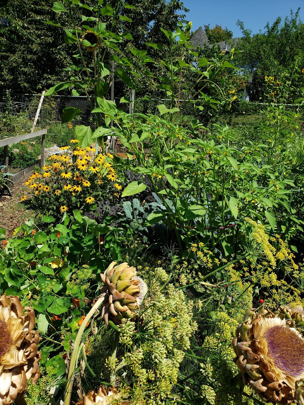 Errol Heights Community Garden | 4841 SE Tenino Ct, Portland, OR 97206, USA | Phone: (503) 823-1612