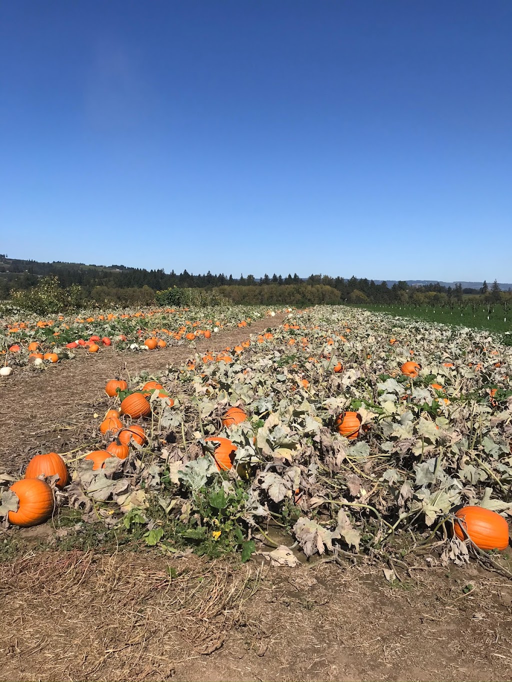 Neck Road Produce | 18945 SE Neck Rd, Dayton, OR 97114, USA | Phone: (503) 714-5556