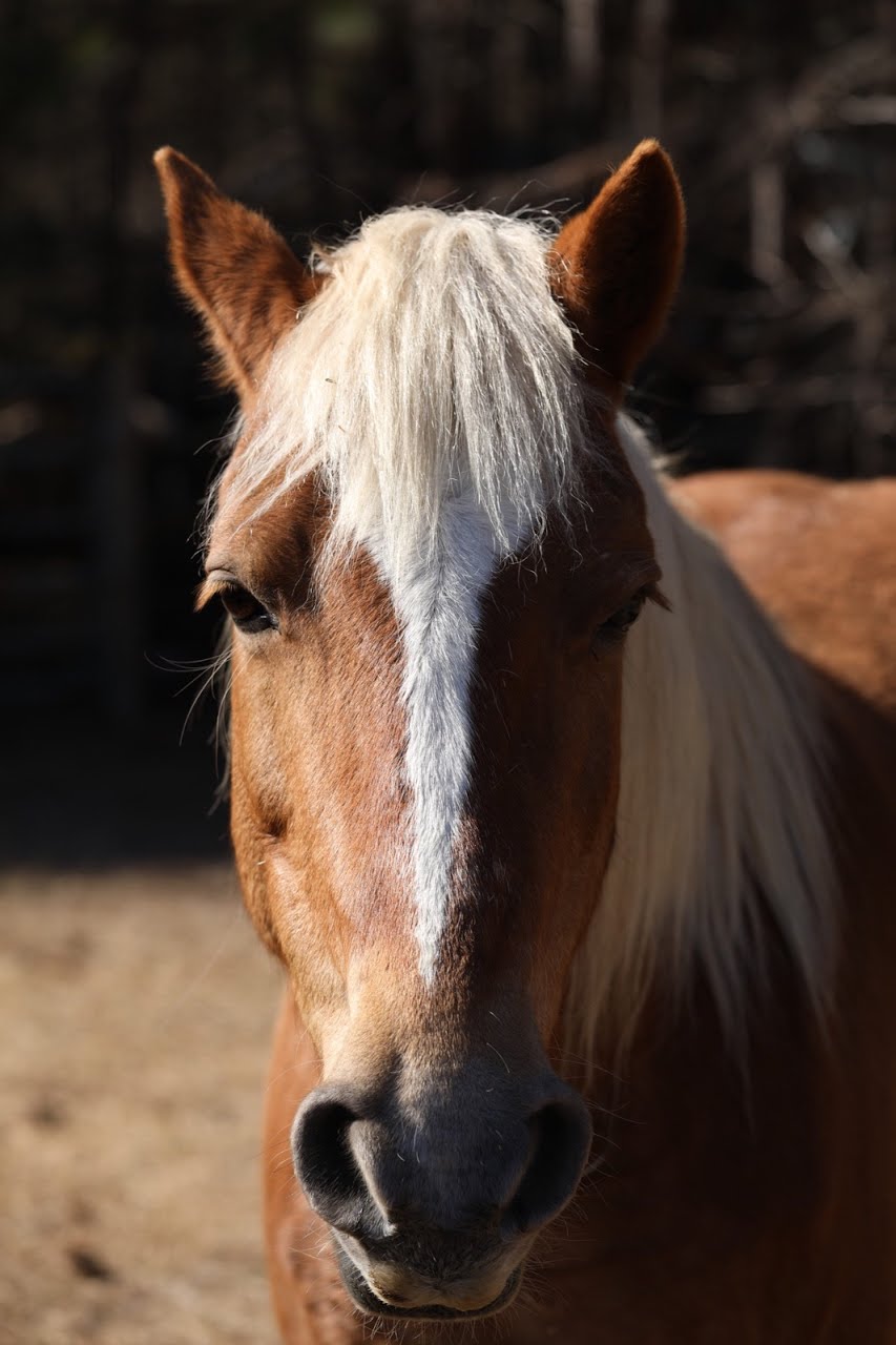 Avery Family Farm | 1923 Shaw Rd, Durham, NC 27704, USA | Phone: (919) 236-3244