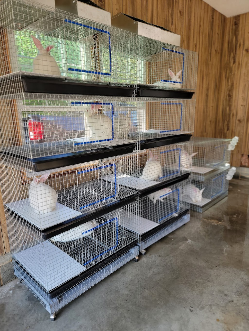 Direct Descendant Rabbitry and Apiary | 118 Cameron Rd, Lexington, NC 27295, USA | Phone: (336) 473-2697 Direct Descendant Rabbitry and Apiary | 118 Cameron Rd, Lexington, NC 27295, USA | Phone: (336) 473-2697