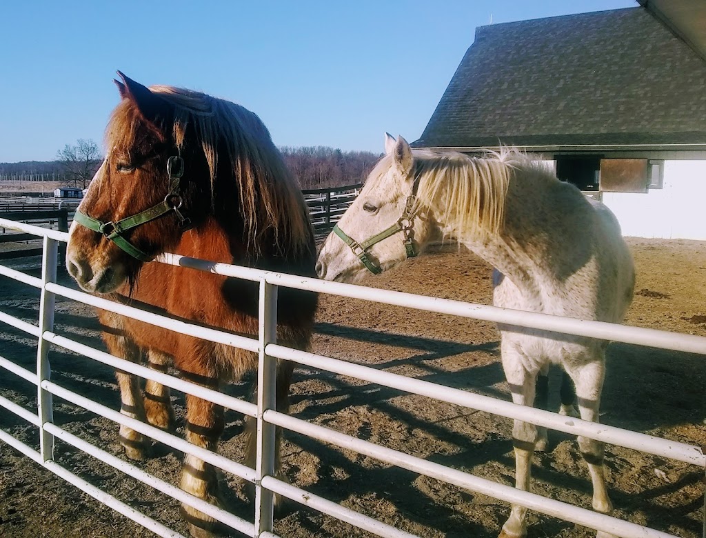 Equine Advocates Inc | 3212 NY-66, Valatie, NY 12184, USA | Phone: (518) 245-1599