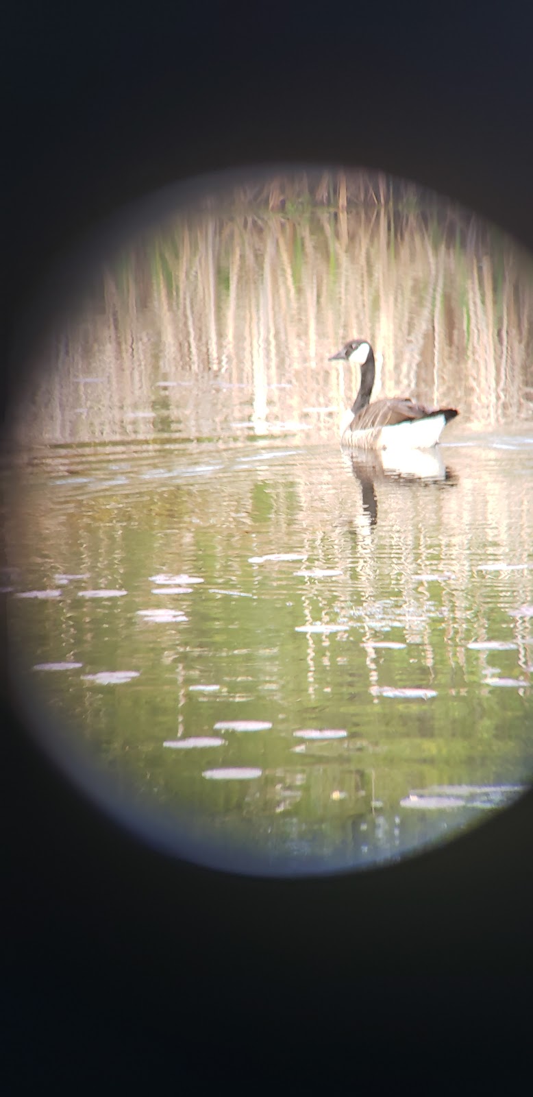 Beaver Lodge Sanctuary | 37th Ave E, Seattle, WA 98112 | Phone: (206) 684-5146