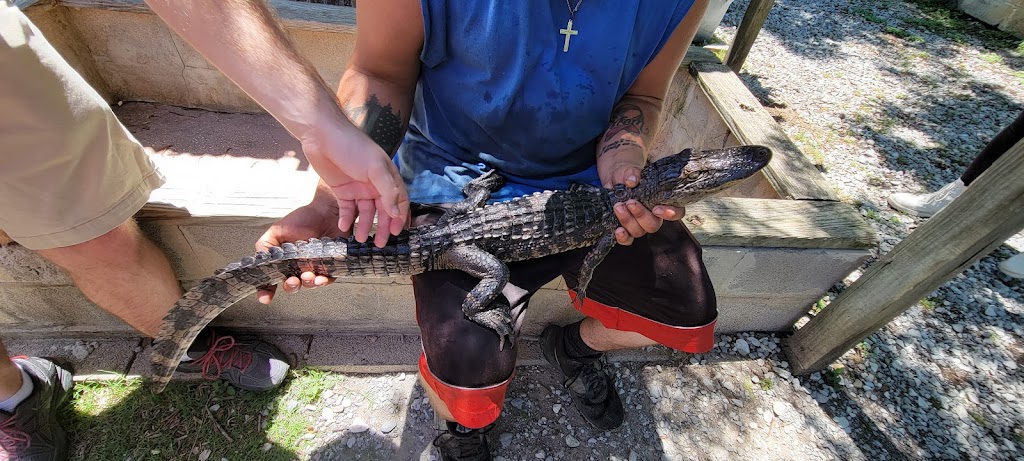 Zams Swamp Tour | 141 Kraemer Bayou Rd, Thibodaux, LA 70301, USA | Phone: (985) 633-7881