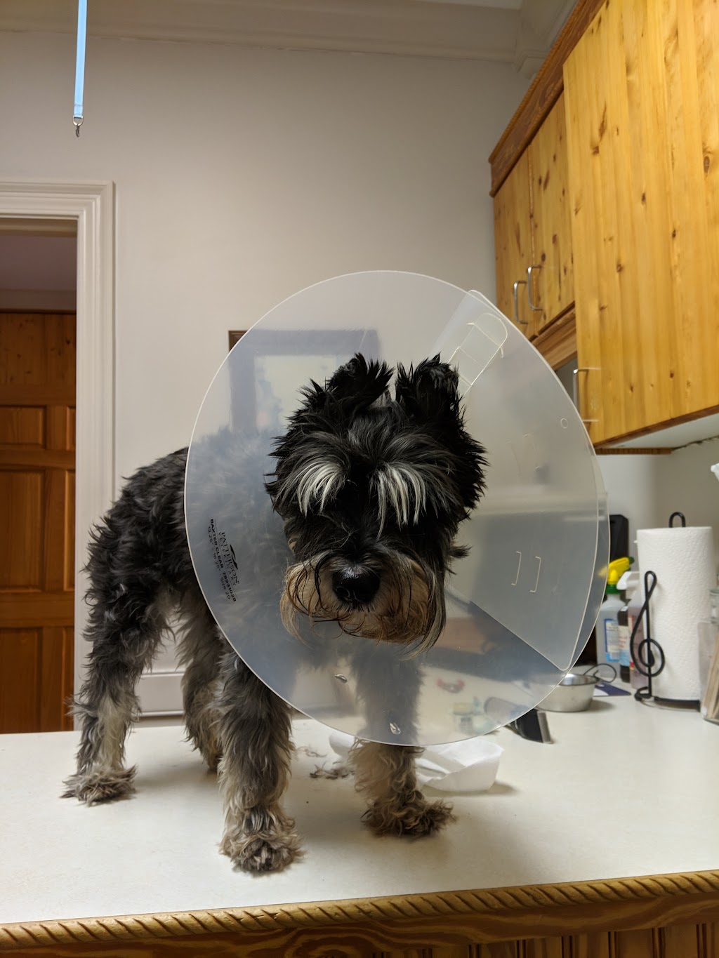 Union Hill Animal Hospital | 2853 Lower Union Hill Rd, Canton, GA 30115, USA | Phone: (770) 664-8380