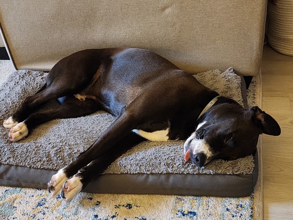 Dogs Retreat | 898 Troy-Schenectady Rd, Latham, NY 12110, USA | Phone: (518) 698-2873