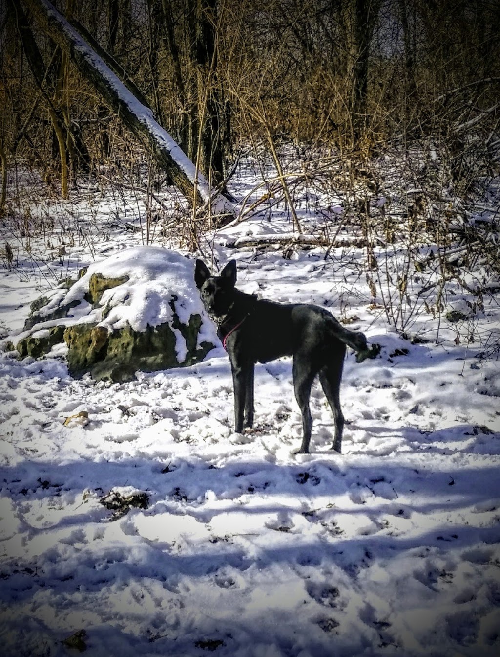 Prairie Moraine Dog Park | 6679 Wesner Ln, Verona, WI 53593, USA | Phone: (608) 224-3730