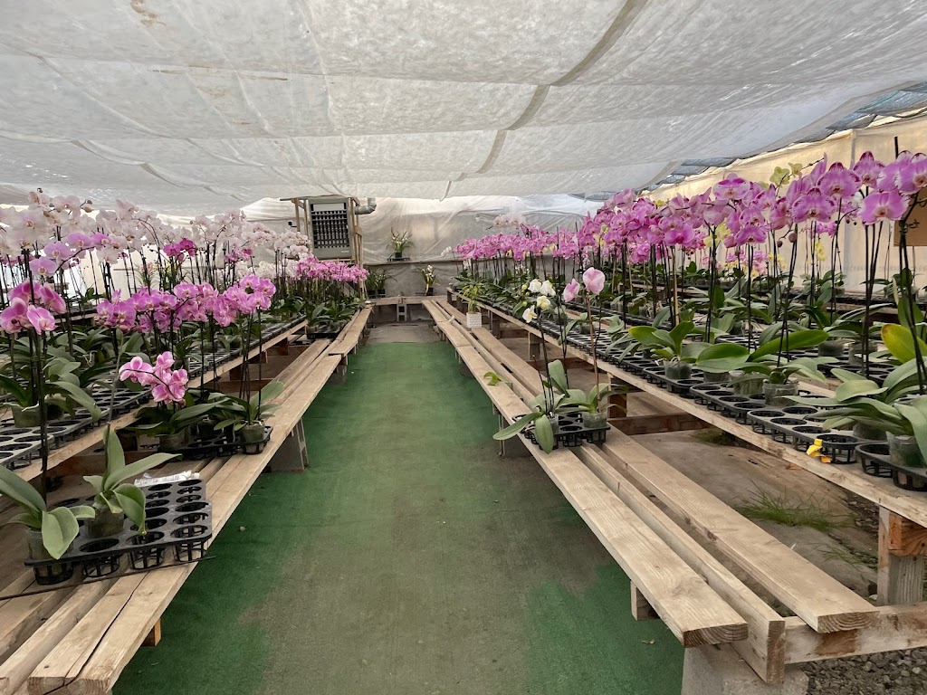 Bay Area Orchids | 12511 San Mateo Rd, Half Moon Bay, CA 94019, USA | Phone: (650) 922-4975