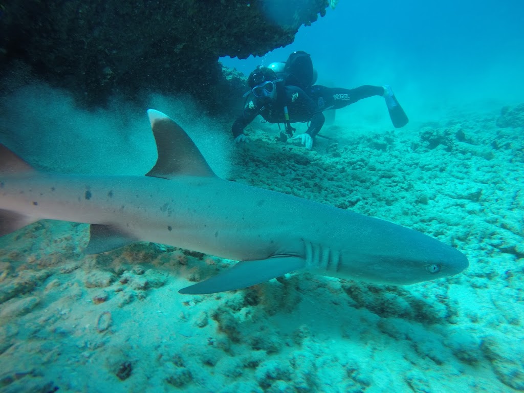 Oahu Diving | Kewalo Boat Harbor (*Not Dive Oahu*, Honolulu, HI 96814, USA | Phone: (808) 721-4210