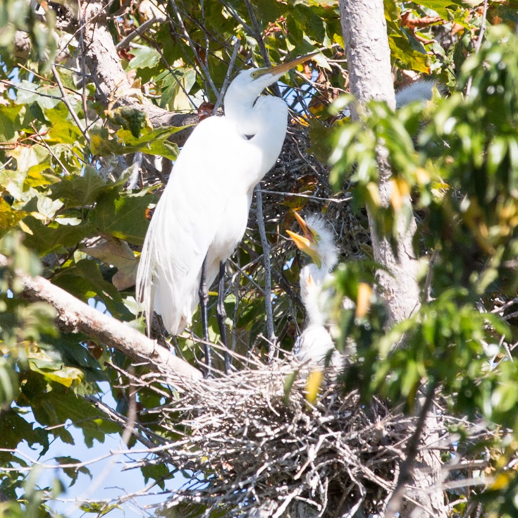 Shipley Nature Center | 17851 Goldenwest St, Huntington Beach, CA 92647, USA | Phone: (714) 842-4772